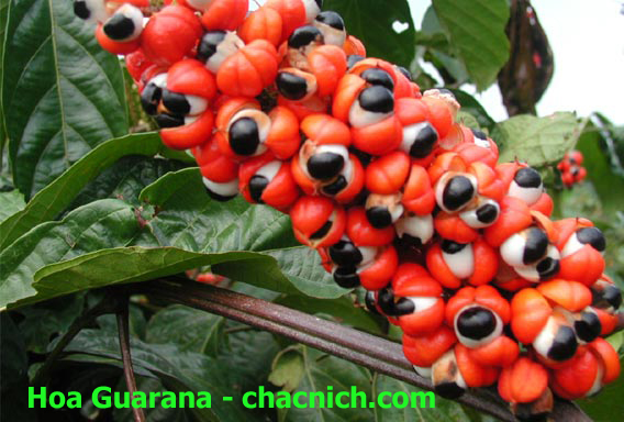 Gel hương Guarana để tăng cường kích thích